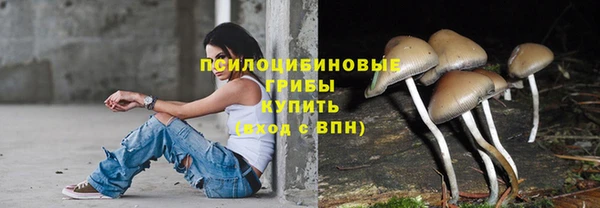 индика Новозыбков