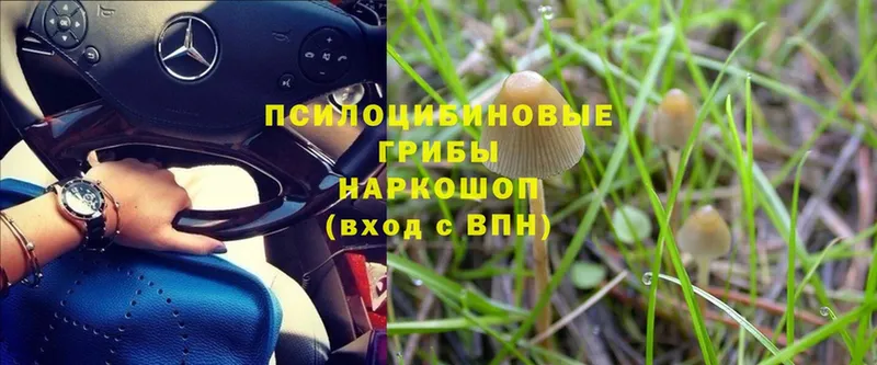 дарк нет состав  Лиски  Галлюциногенные грибы Psilocybe 